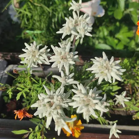 Smucarska Koca