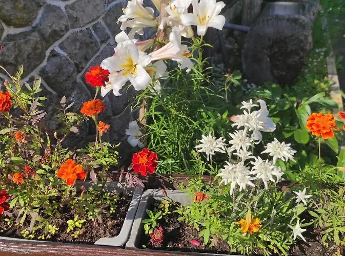 فندق مبيت وإفطار Smucarska Koca